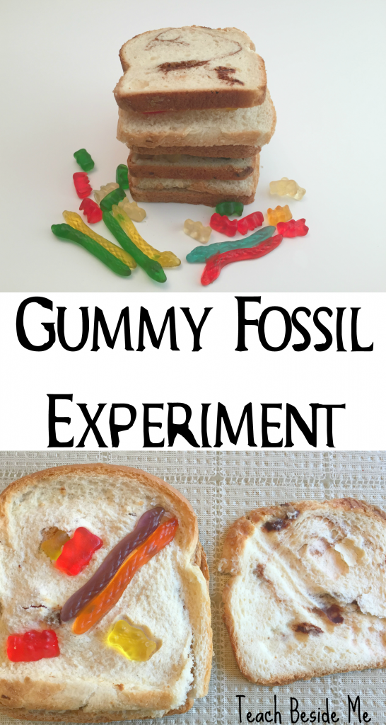 Gummy Fossil Experiment & Sedimentary Rocks