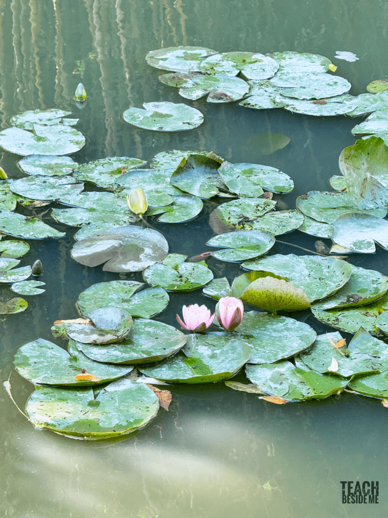 water lily monet garden france