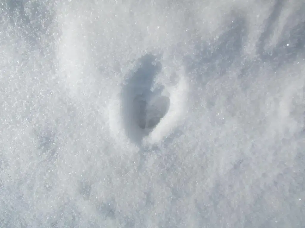 snow deer track winter nature study