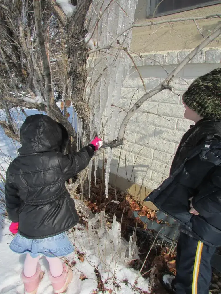 winter nature study- icicles
