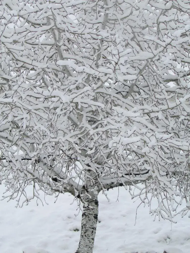winter photograph nature study