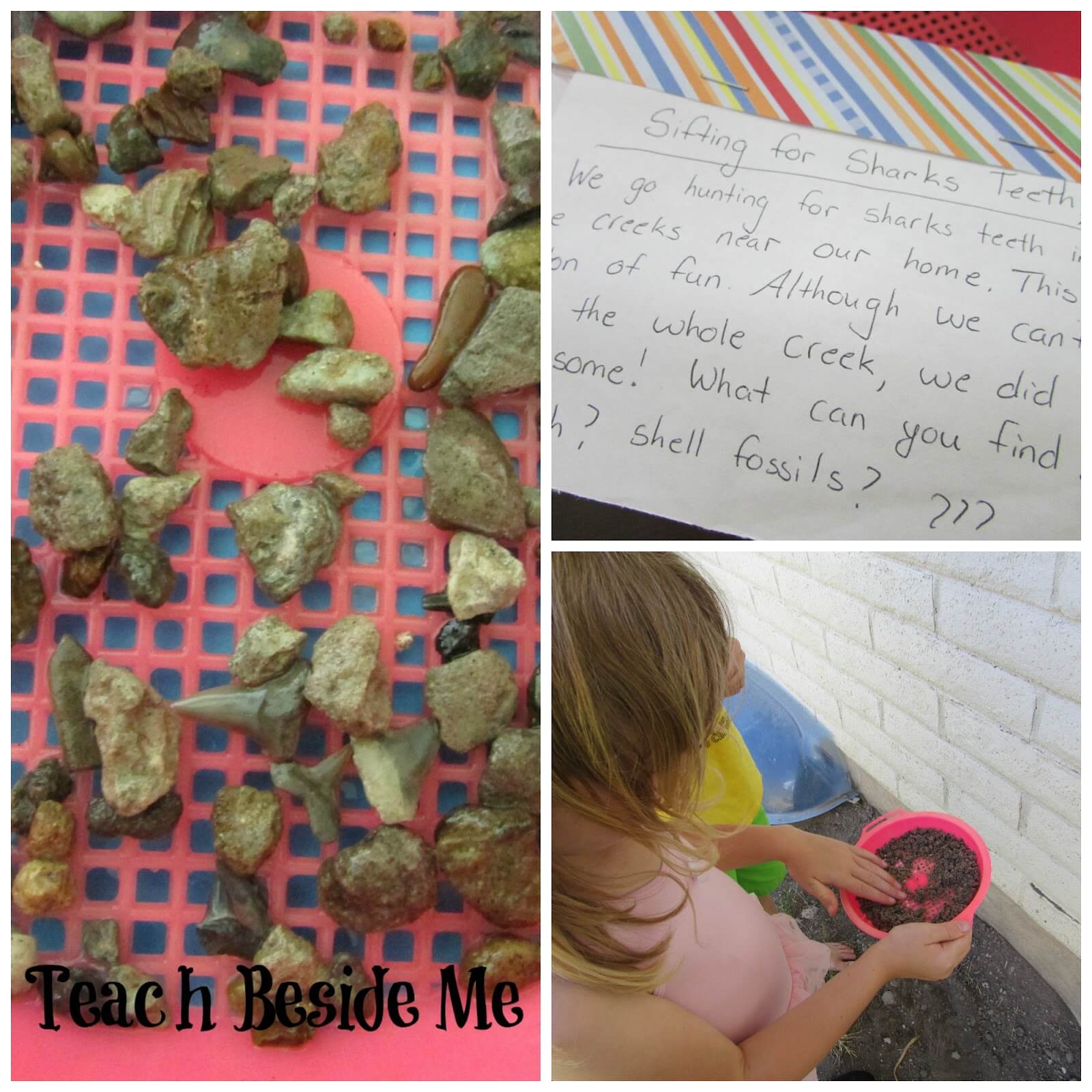 shark activities for kids- sifting for shark teeth