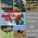 Look Alike Animals Mini Unit