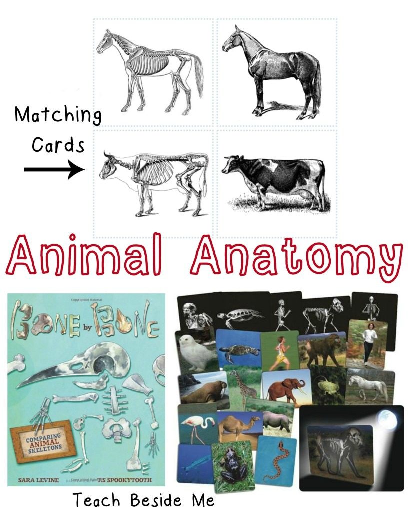Animal Skeleton Matching Cards - Teach Beside Me