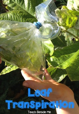 Leaf Transpiration science Experiment