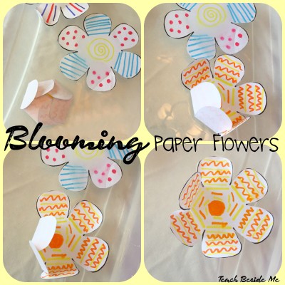 Blooming Paper Flowers experiment in Water