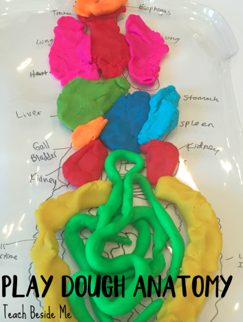Play Dough Human Anatomy