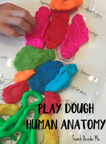 Human Anatomy with Play Dough