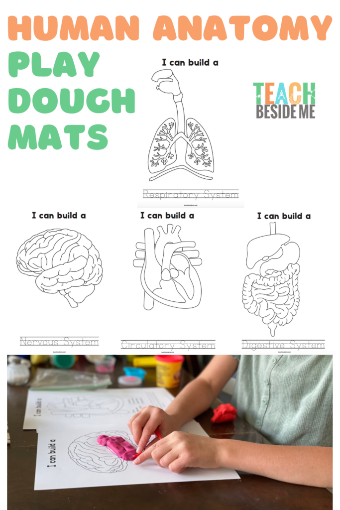 Play Dough Human Anatomy Teach Beside Me