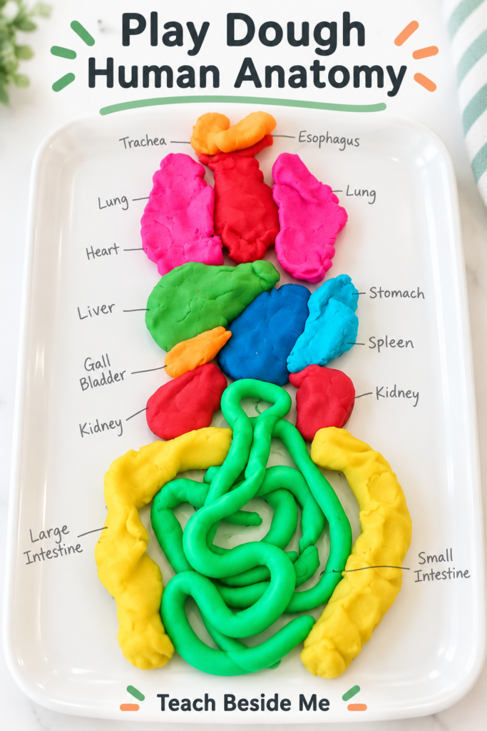 play_dough_human_anatomy