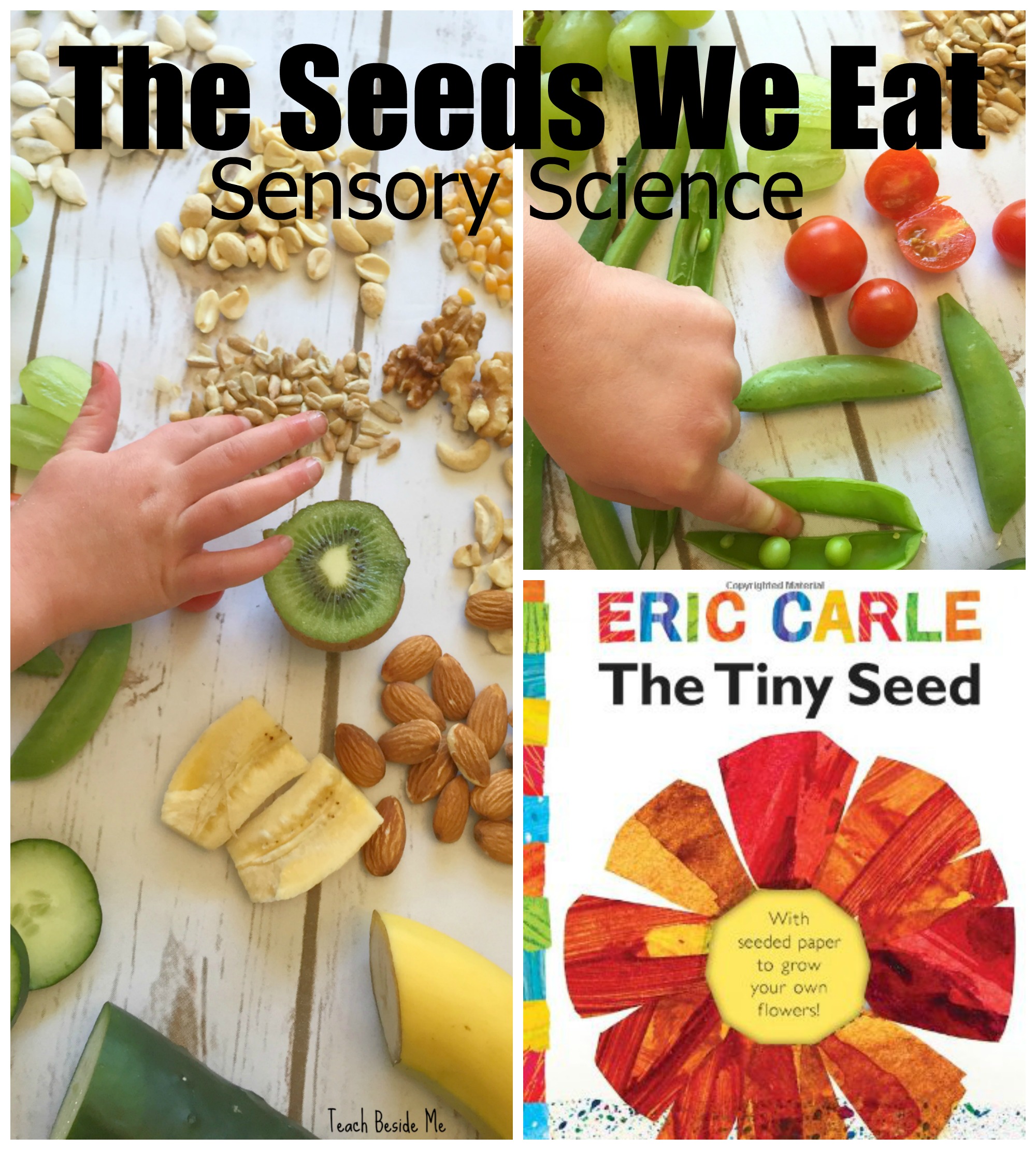 the seeds we eat- nature sensory science for kids. Great with Eric Carle's Tiny Seed book