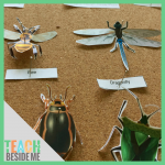 Printable Paper Insect Display (Hands-On Science Activity for Kids)