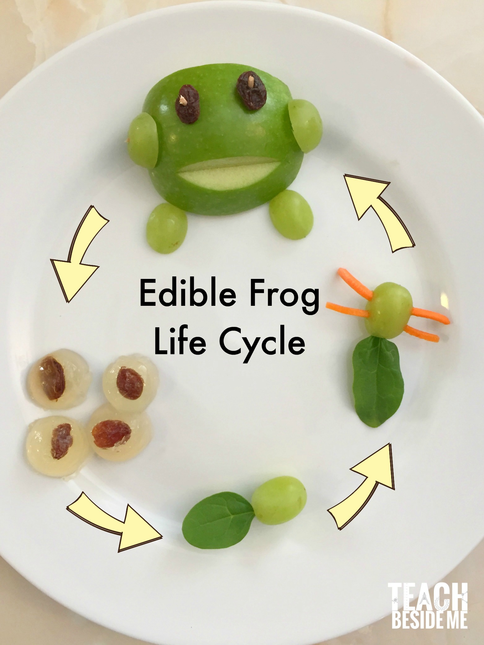 Edible Frog Life Cycle Snack - Teach Beside Me