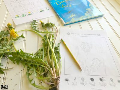 Dandelion Life Cycle for Kids -Spring Nature Study - Teach Beside Me
