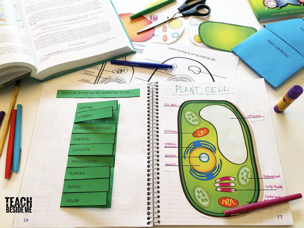 Plant cell worksheets in a book with facts on flaps