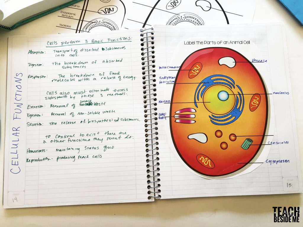 Cell Diagrams: Interactive Notetaking with Animal & Plant Cells - Teach  Beside Me