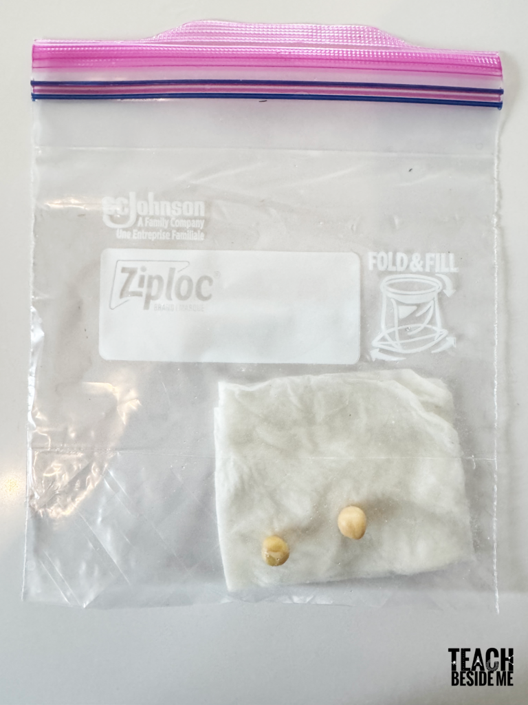 putting seeds in bag with wet paper towel