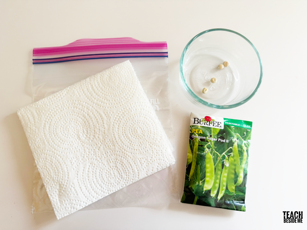 seed in a bag experiment