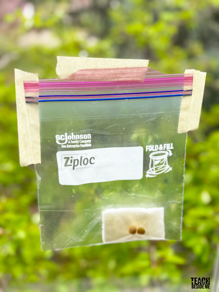 seed in bag in window
