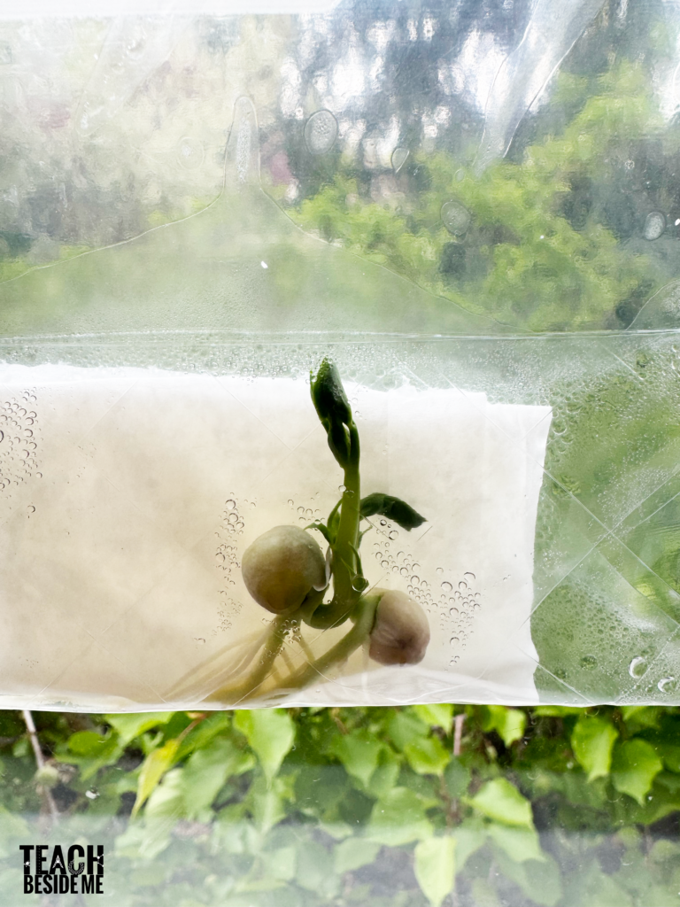 seed science in a bag