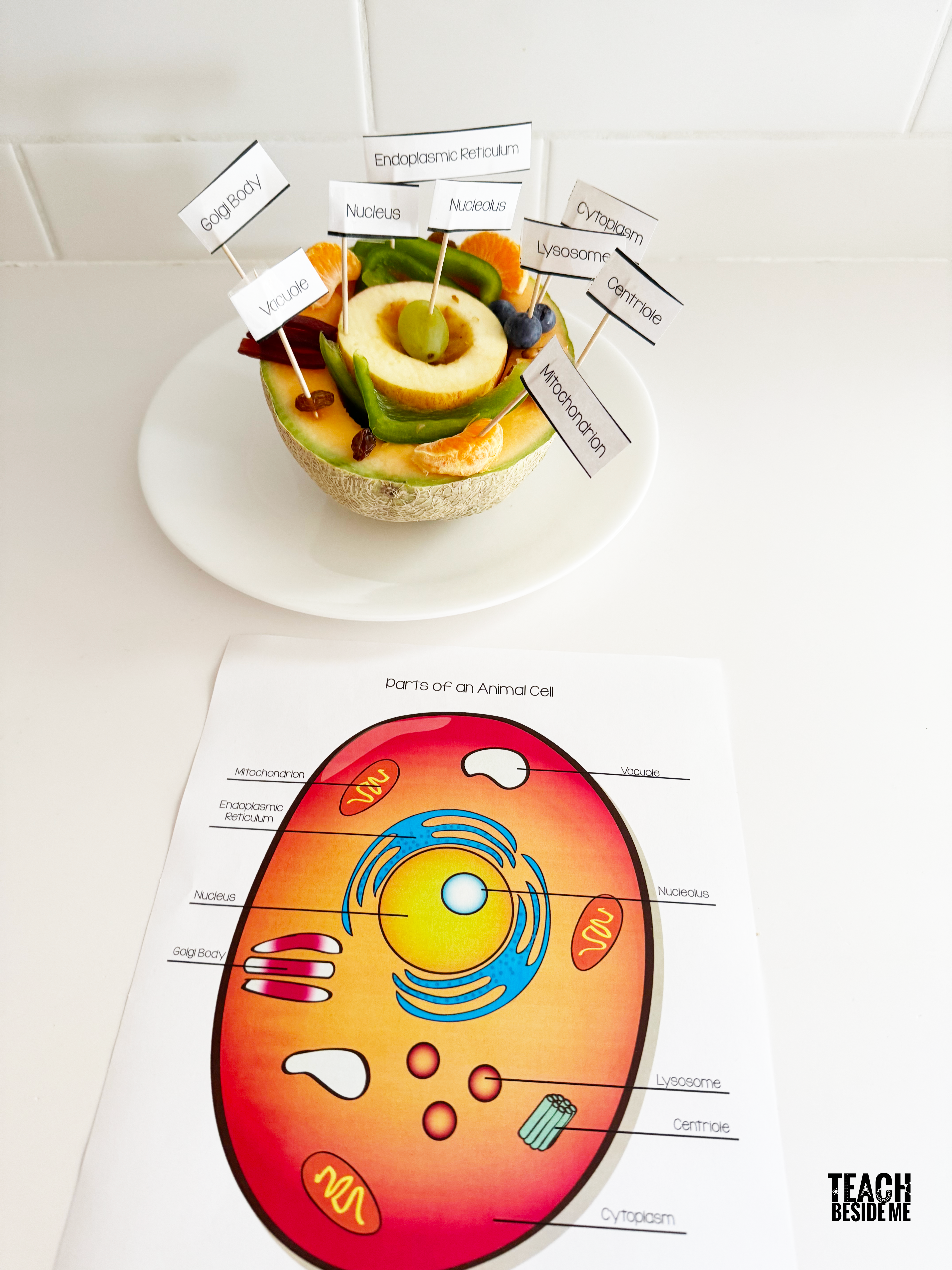animal cell model project