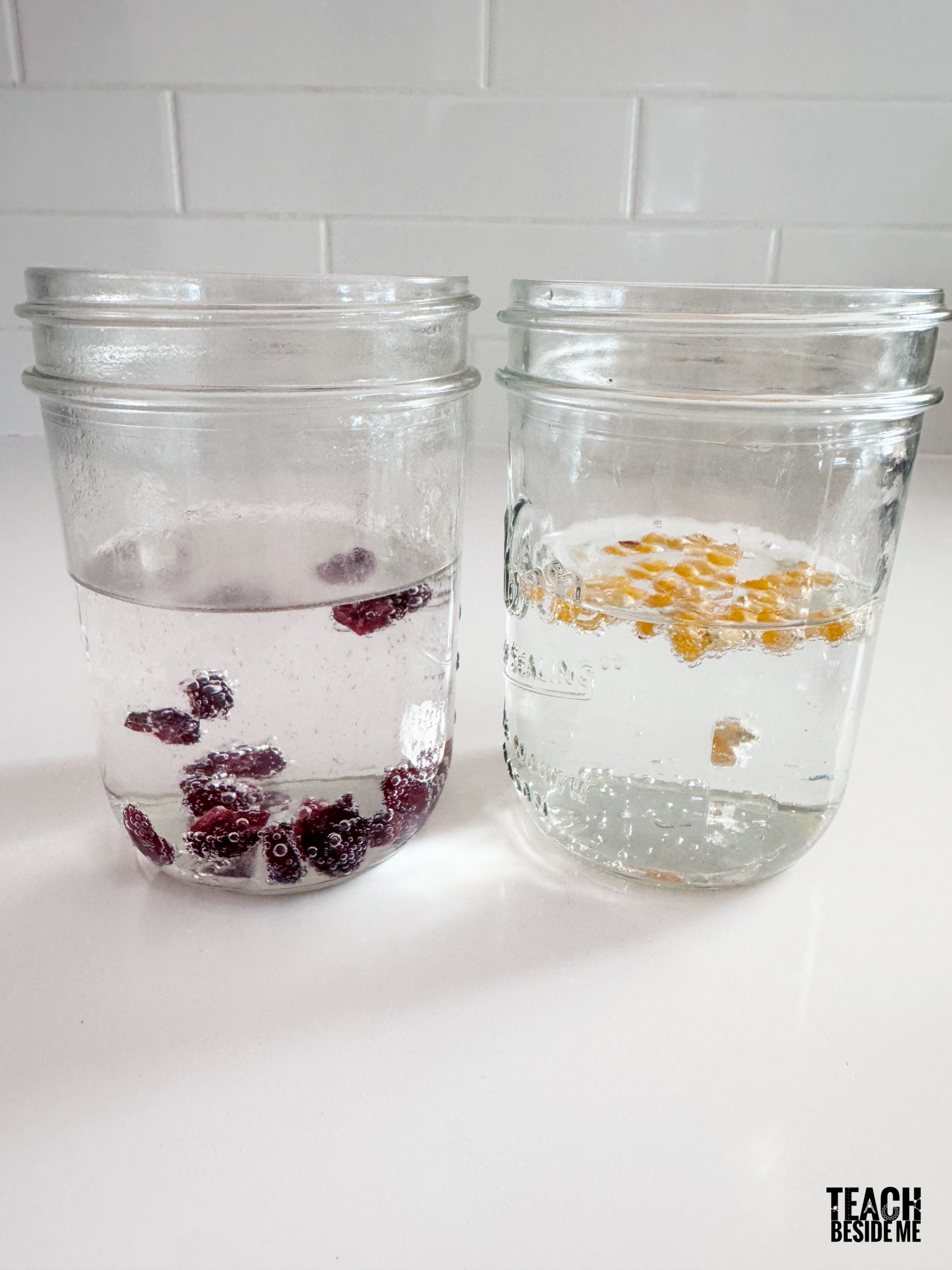 dancing popcorn cranberry thankgiving experiment