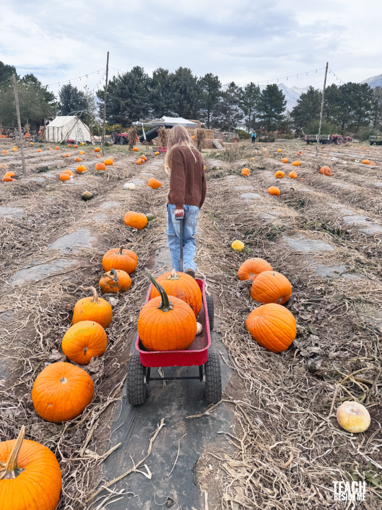 pumpkin patch