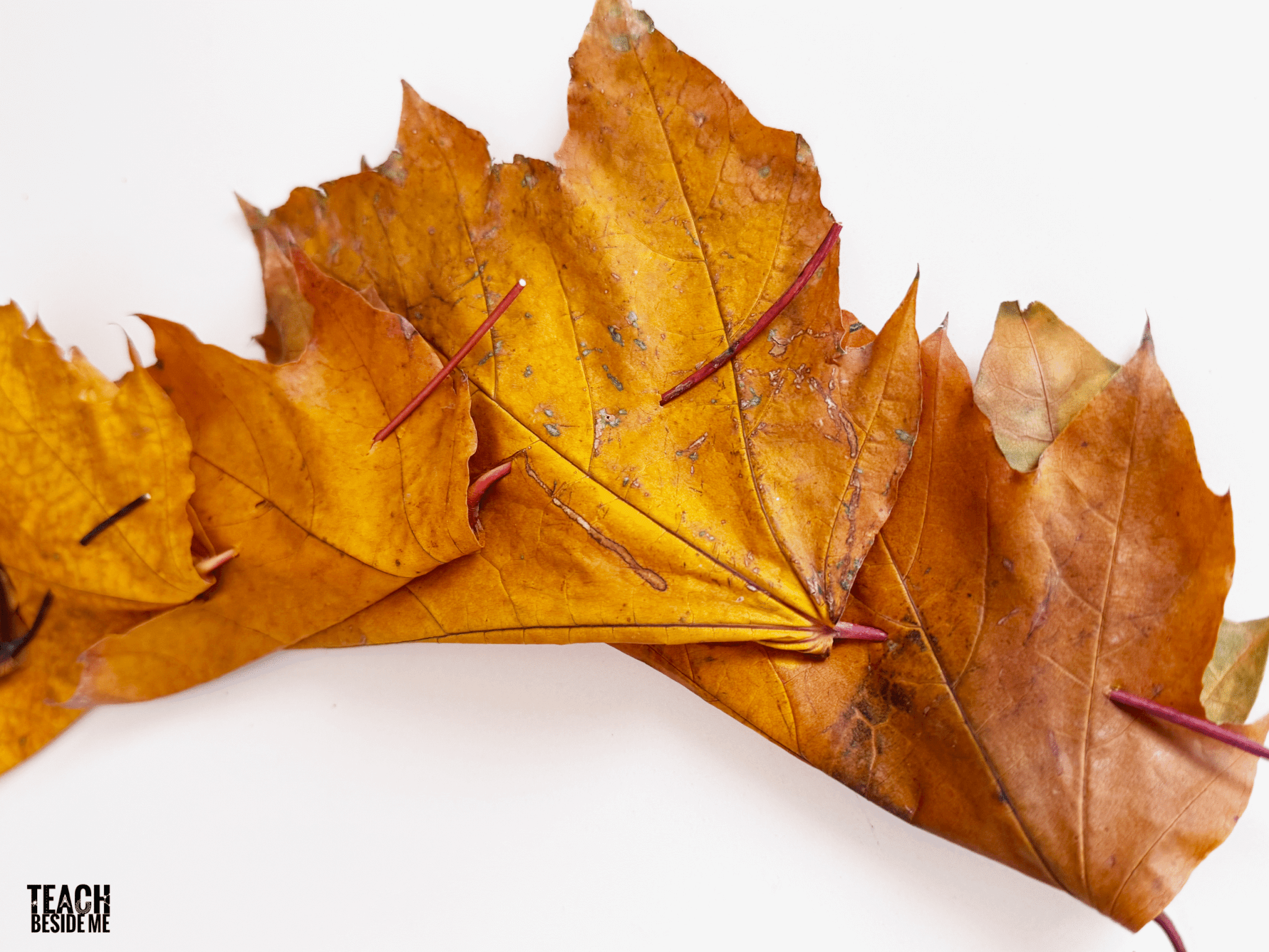 leaf crown process photo
