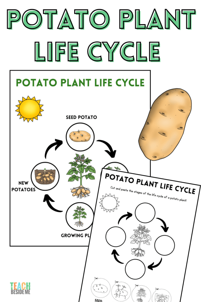 How to Grow Potatoes + Potato Life Cycle Printables - Teach Beside Me