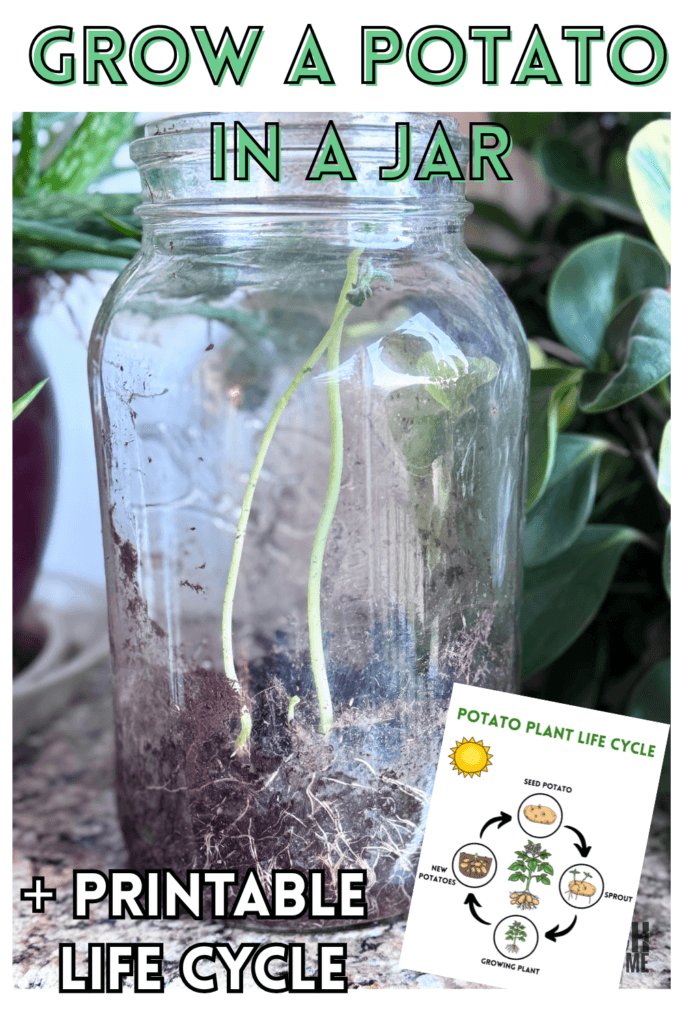 grow a potato in a jar plus life cycle