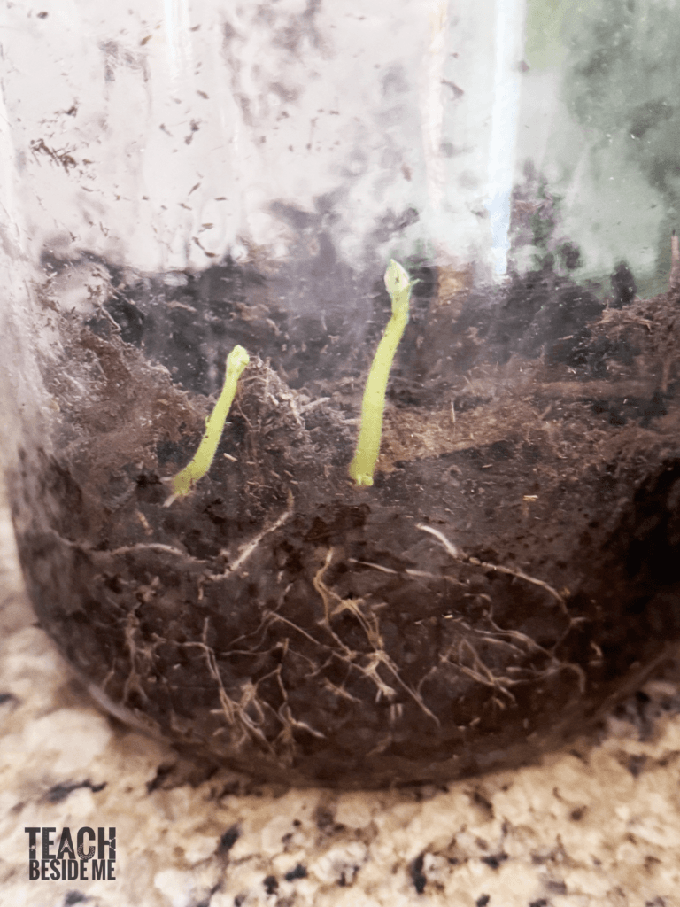 growing a potato in a jar