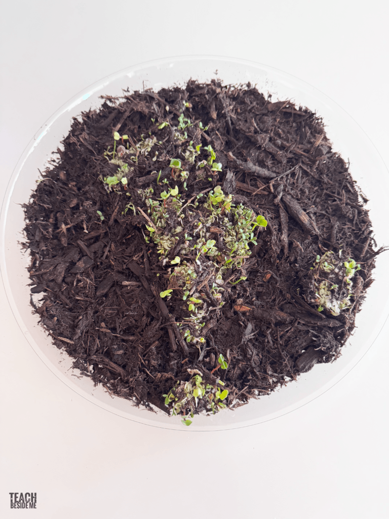 growing the earth- earth day seed paper craft