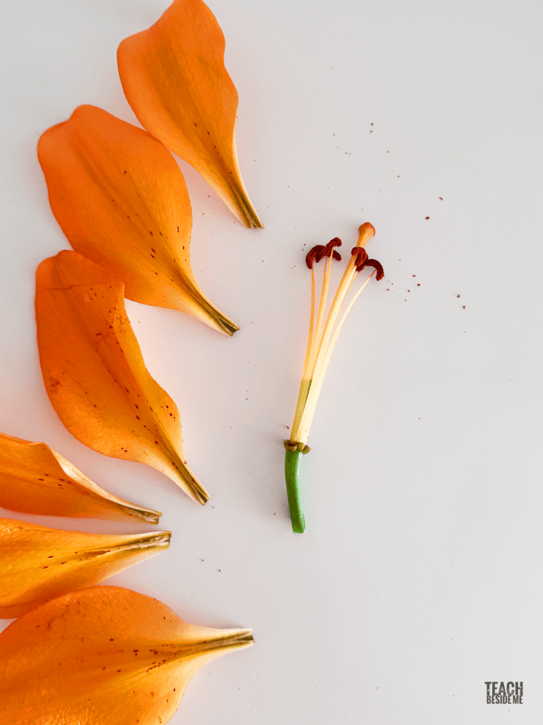 dissecting a lily