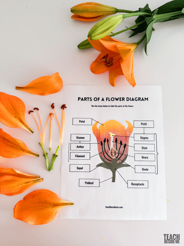 flower dissection activity