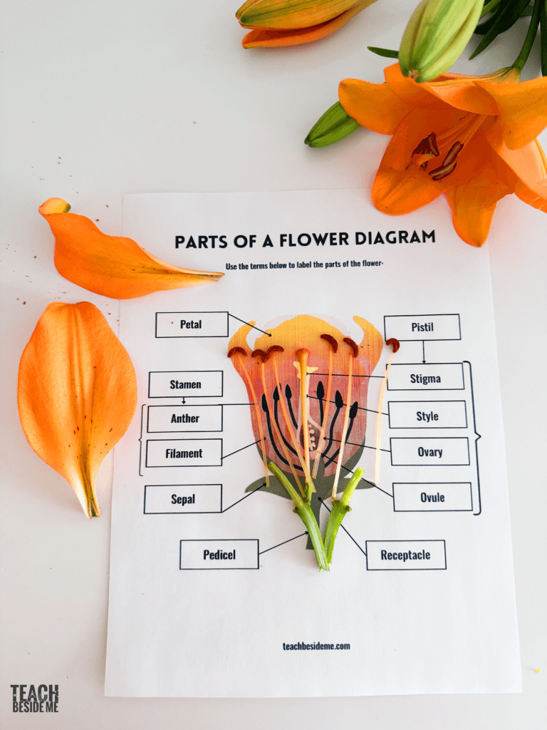 flower dissection with diagram