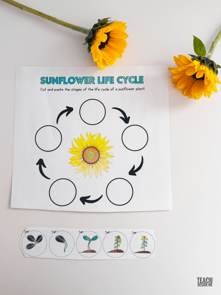 flower life cycle printable
