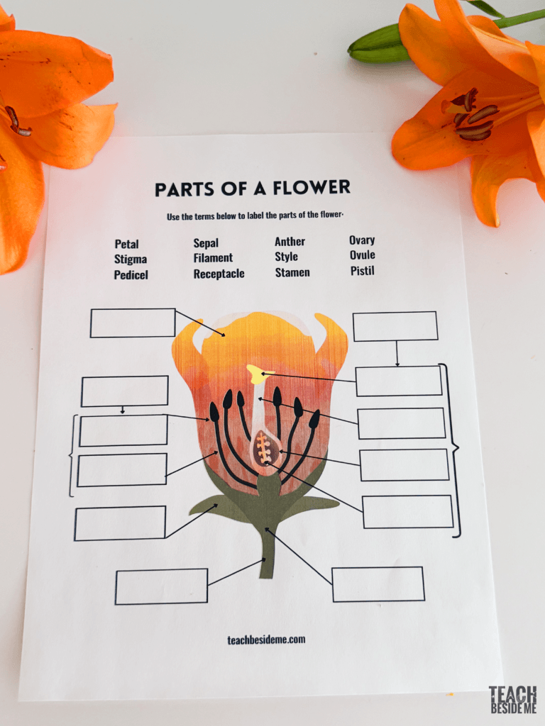 parts of a flower diagram for kids