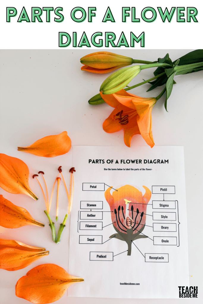 parts of a flower diagram