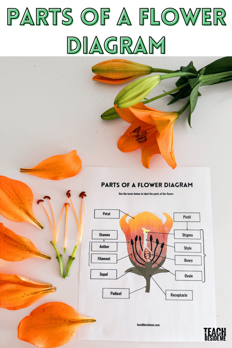 Parts Of A Flower Diagram Flower Dissection Free Printable Teach 