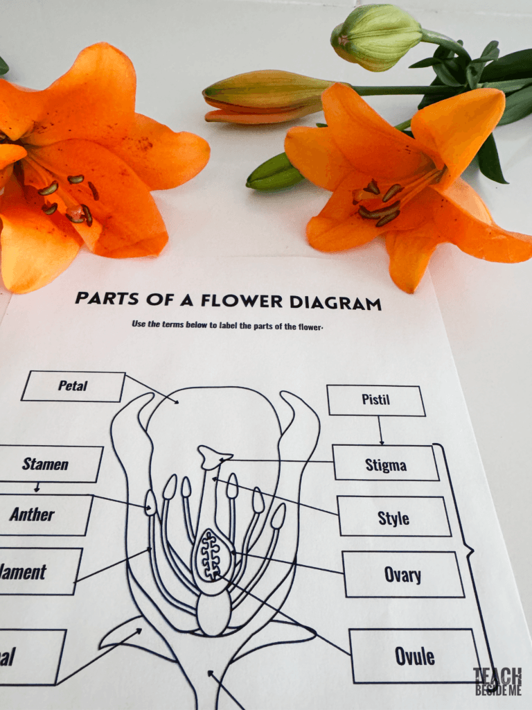 parts of a flower diagram with lilies