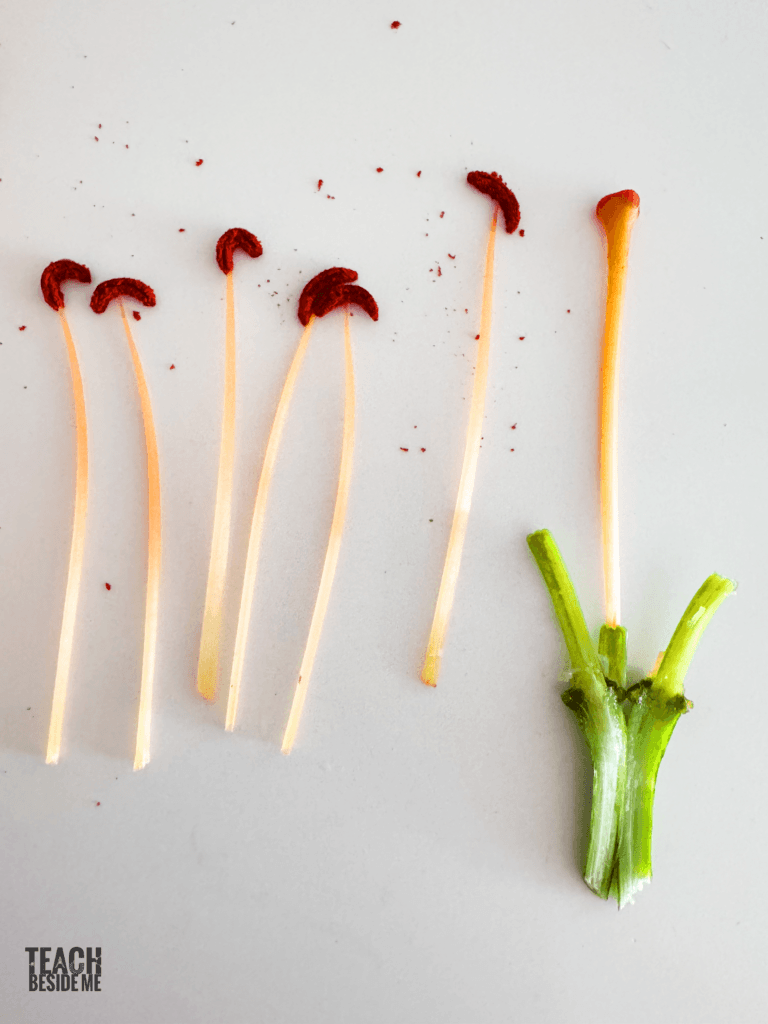 flower dissecting