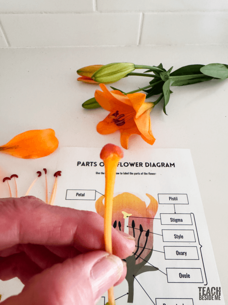 stigma flower dissection