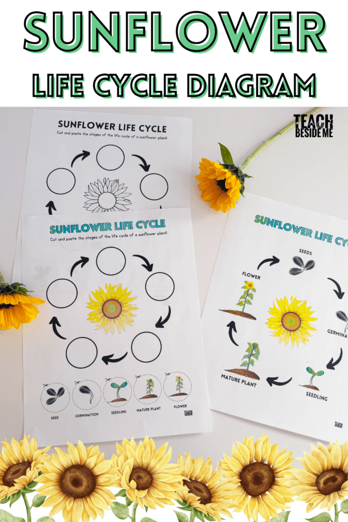 sunflower life cycle diagram