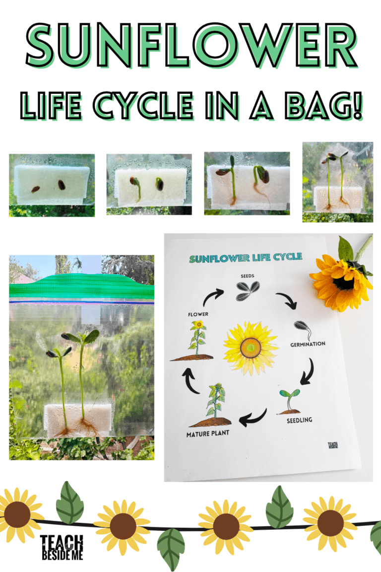 sunflower life cycle in a bag