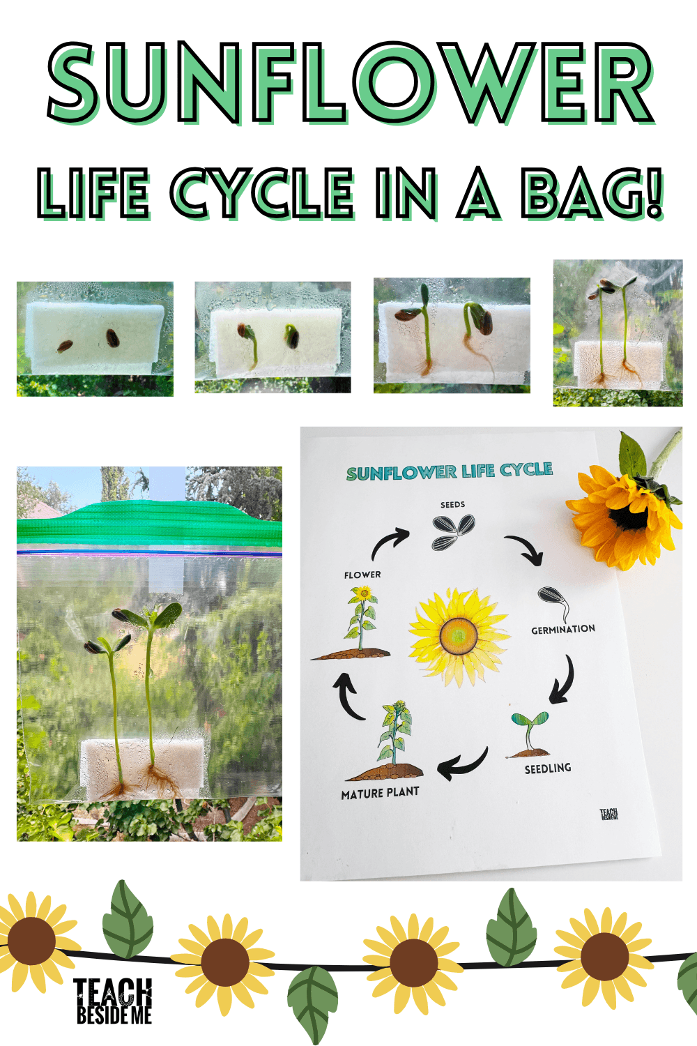 sunflower life cycle in a bag