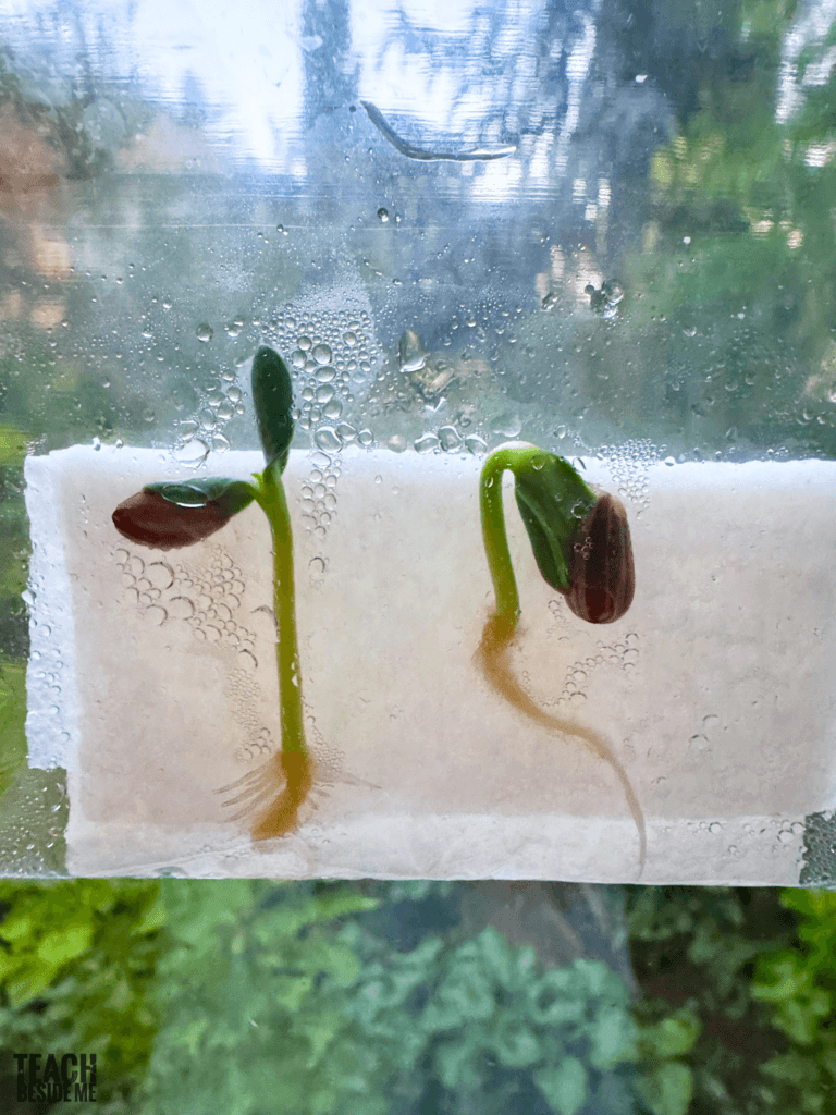 sunflower seed in a bag