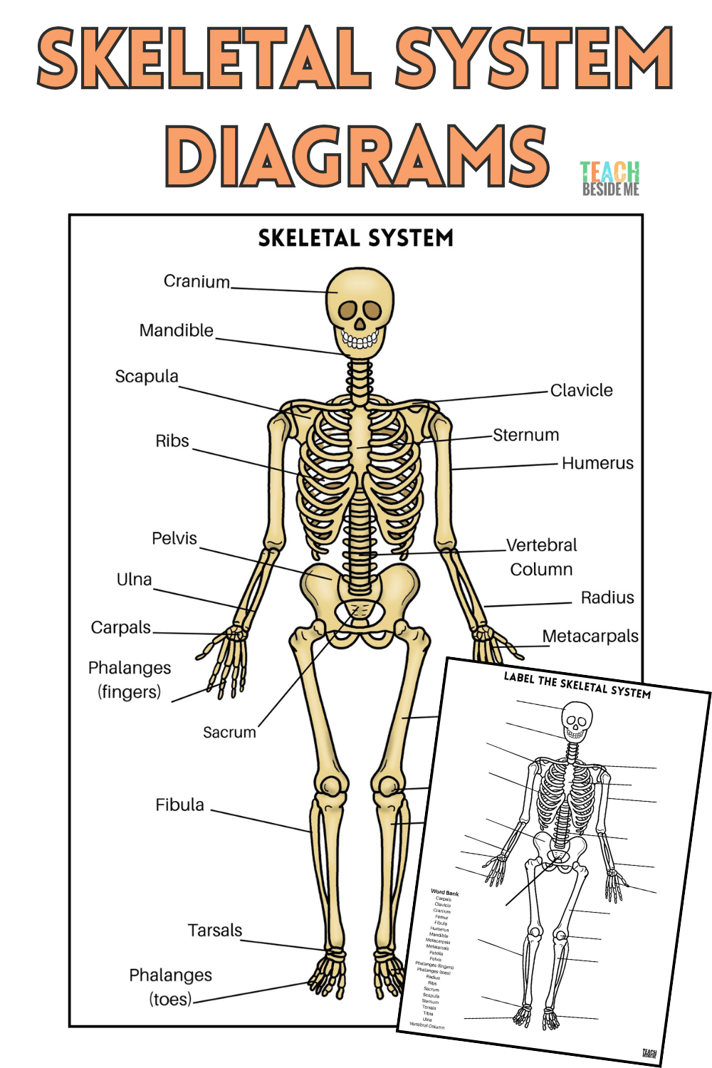 Skeletal system diagrams