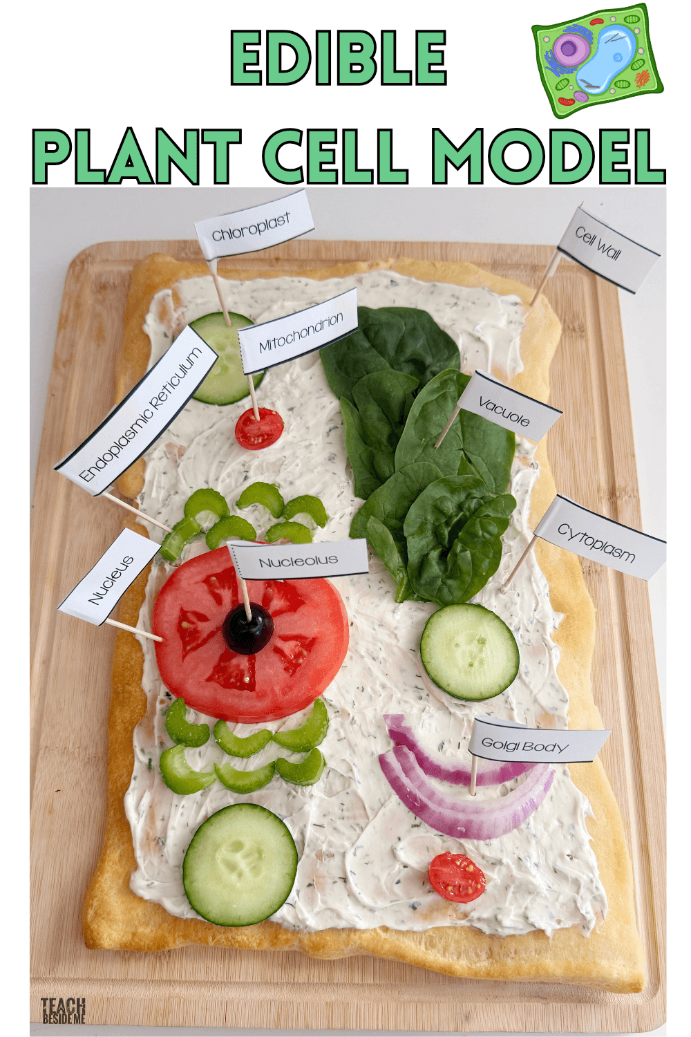 Edible Plant Cell Model Veggie Pizza