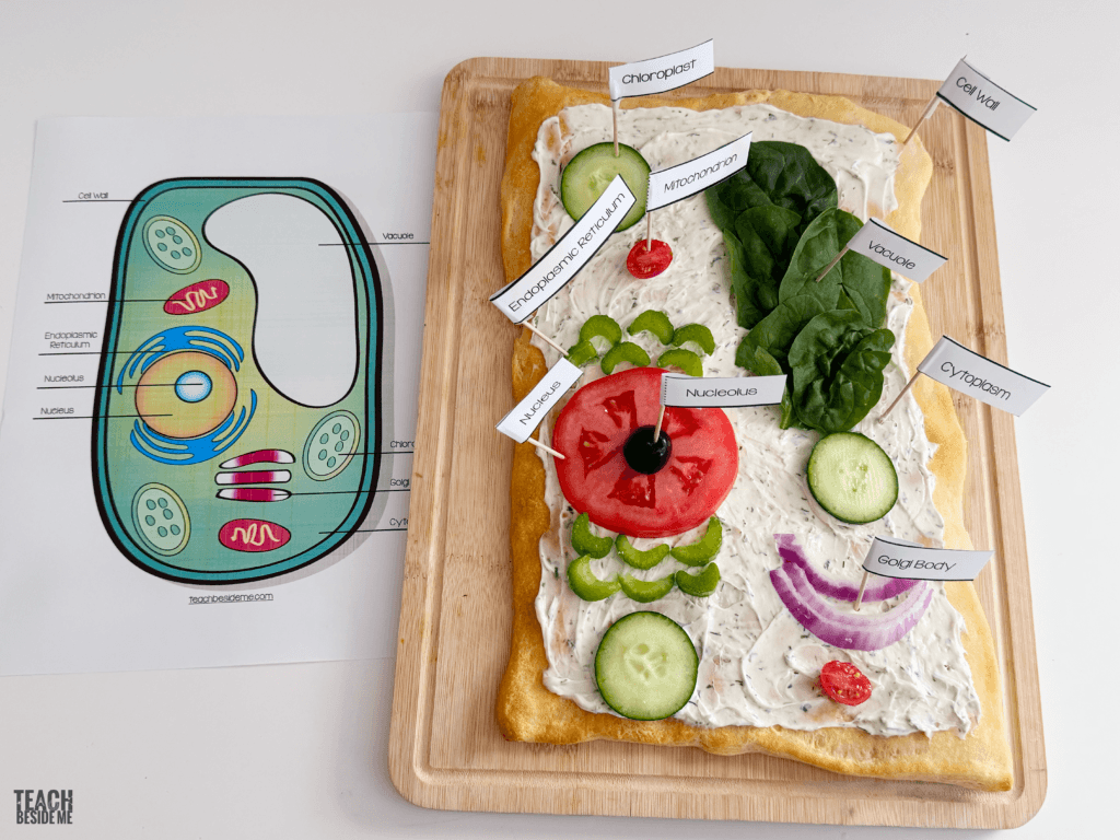 plant cell model edible veggie pizza