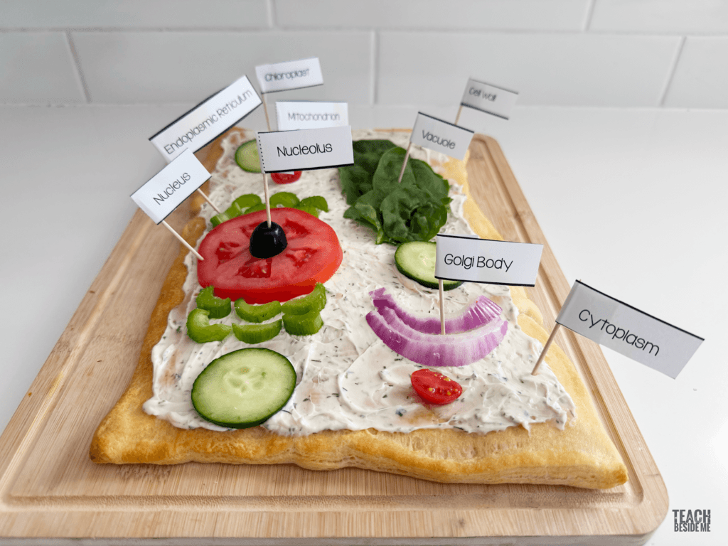 veggie pizza plant cell model